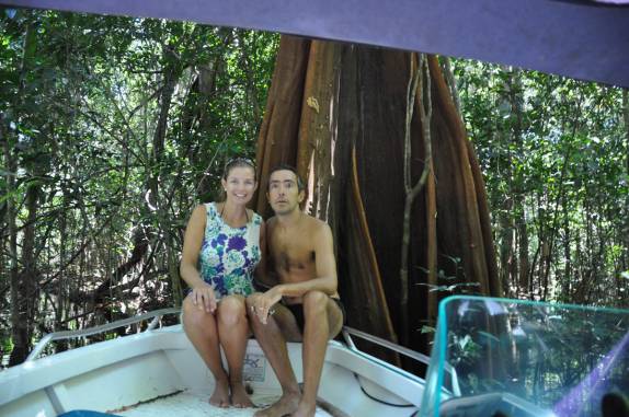 Grande árvore na floresta inundade de Anavilhanas, região de Novo Airão - AM